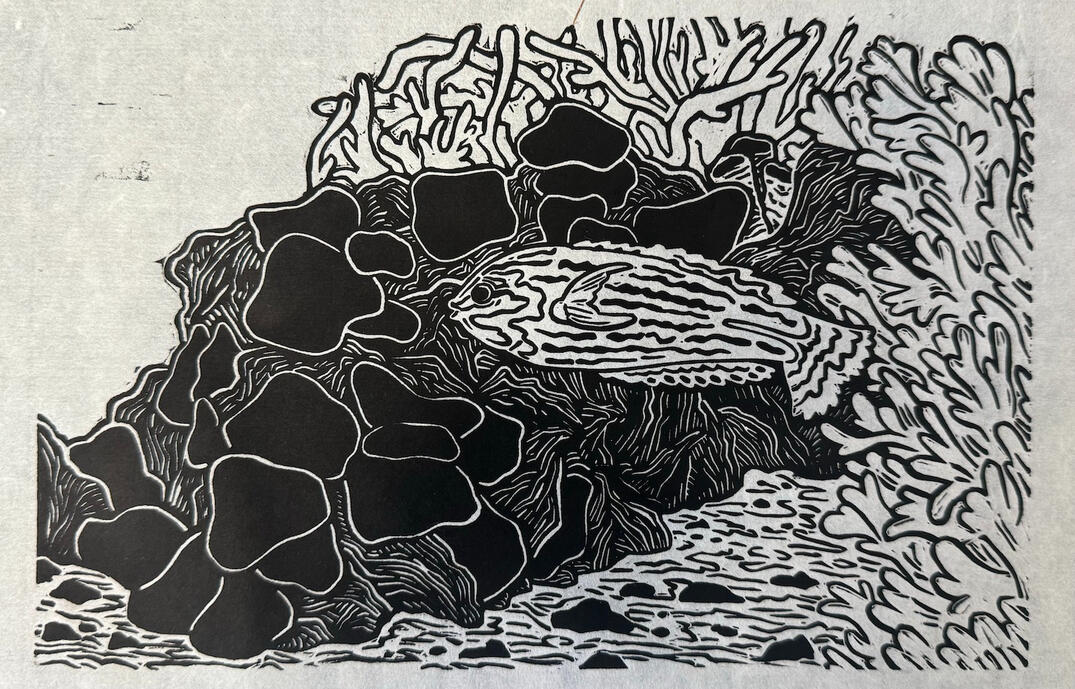 Ornate Wrasse - Linocut - 2024