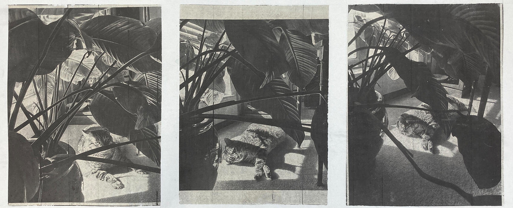 At Ease - Kallitype - 2021